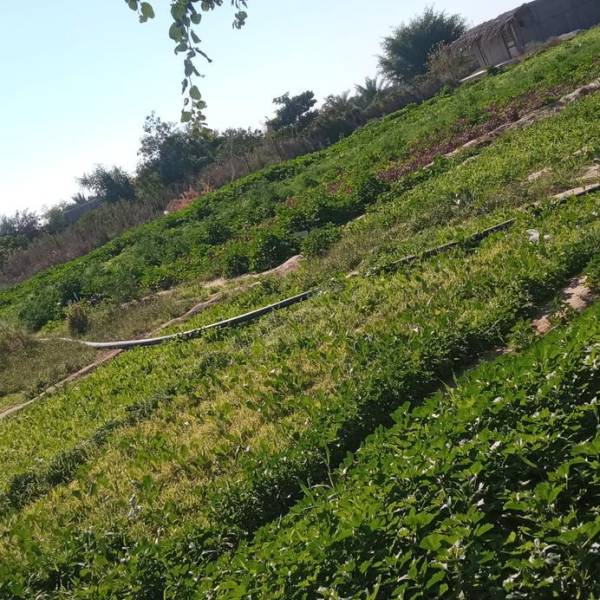 تصویر نظری