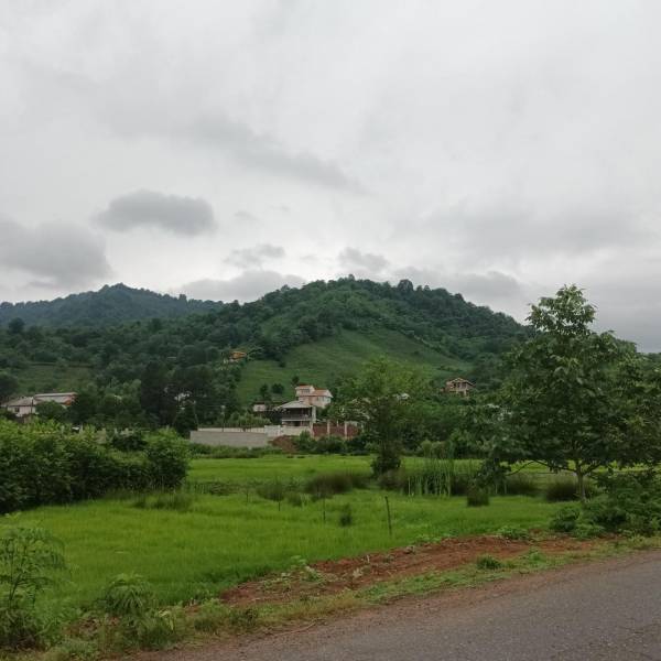 تصویر گیل مرد