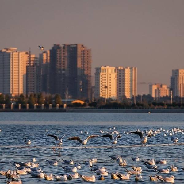 تصویر نوید سمویی