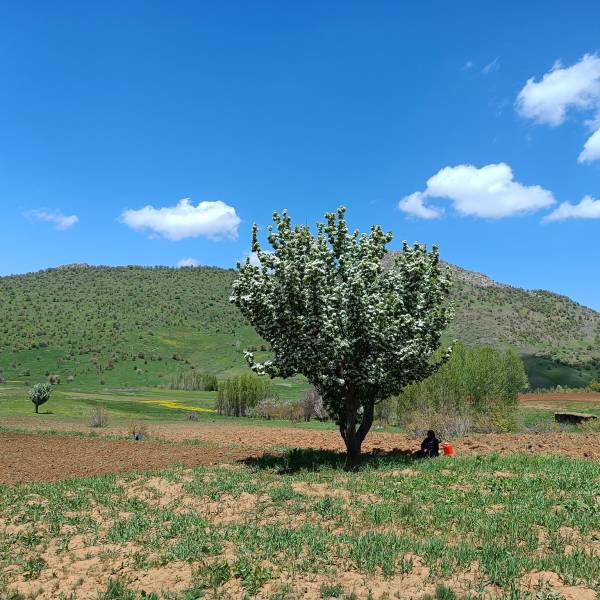 تصویر سیوان