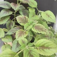 راهنمای ملکی زارعی پروفایل