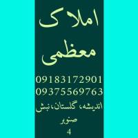 مصطفی معظمی پروفایل