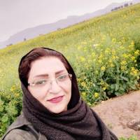 فرخنده شیرازی پروفایل