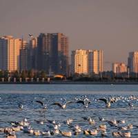 نوید سمویی پروفایل