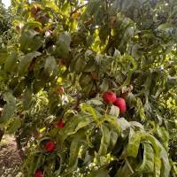 حسین خیرآبادی پروفایل
