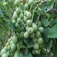 آژانس املاک شهروز پروفایل